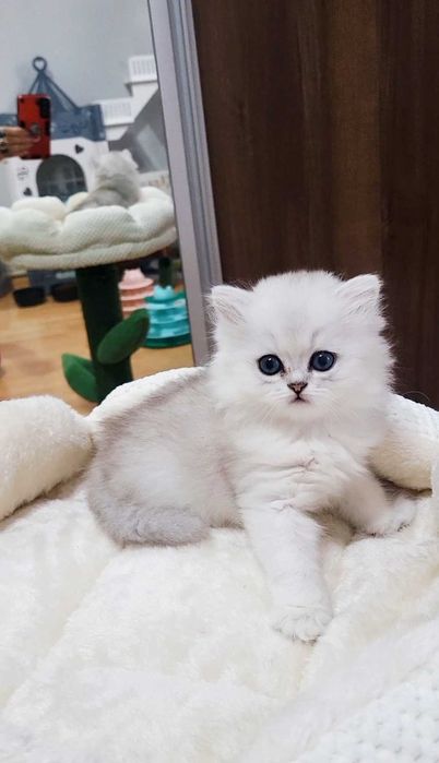 British Longhair – fetiță, pedigree WCF