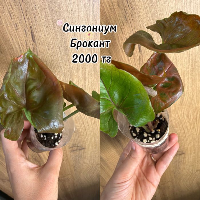 Сингониумы, монстеры