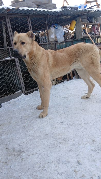 Продажа щенка год и два месяца