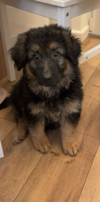 Donez pui ciobanesc german