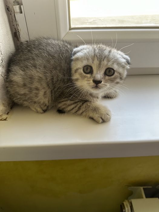 Шотландская вислоухая кошки