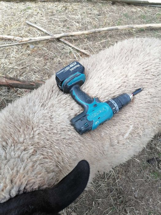 Vând un berbec și o oaie sufolck