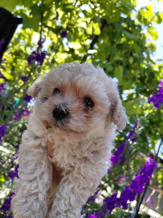 Catel Bichon Malez