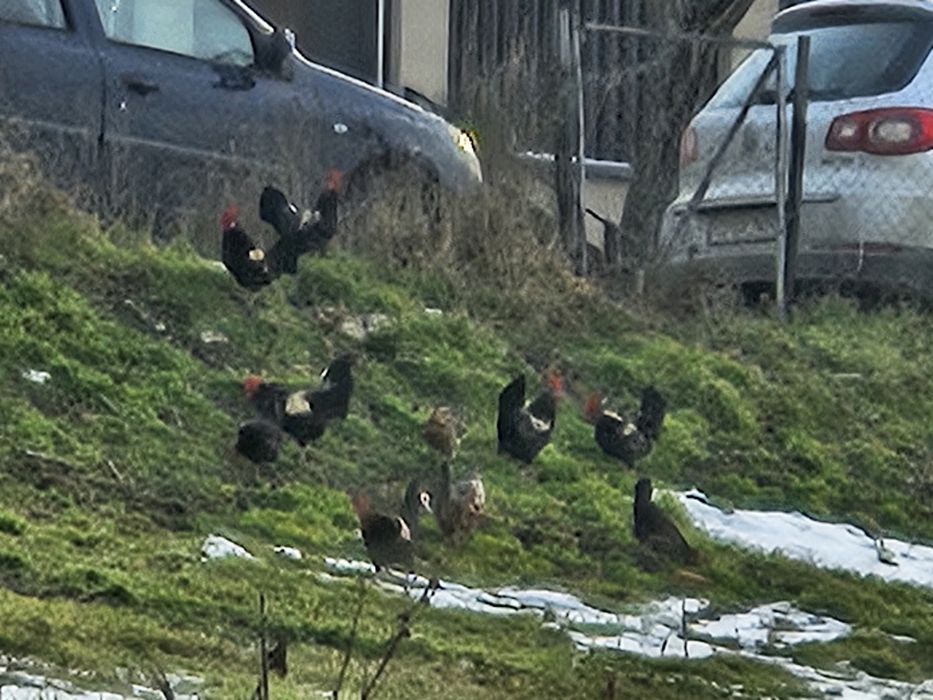 Cocosi si gaini americane