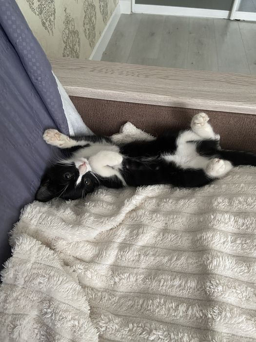Отдам котенка в добрые руки