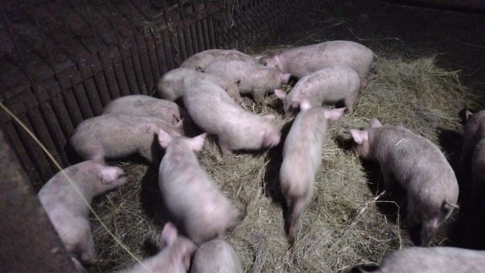 Поросята 2-ух месечные