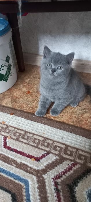 Британские котята