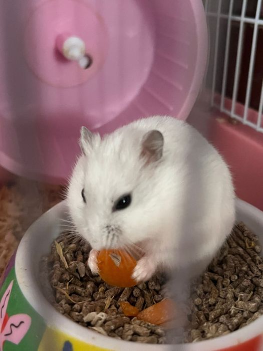 Vand Hamsteri piciti