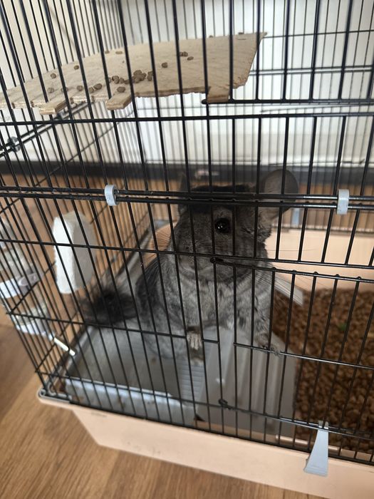 Продам шиншилла вместе клетками со всеми