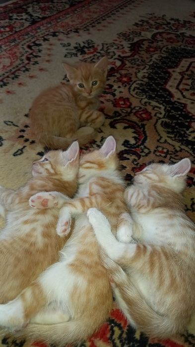 Отдам рыжых котят в добрые руки
