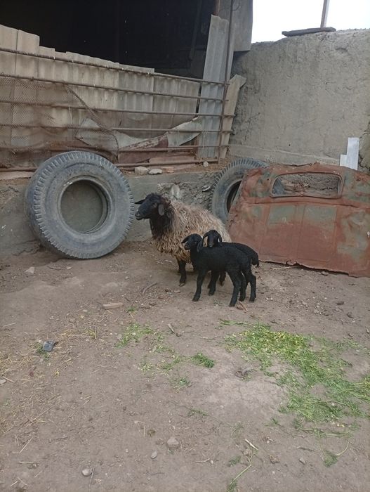 Она бола казоки ку́й сотилади