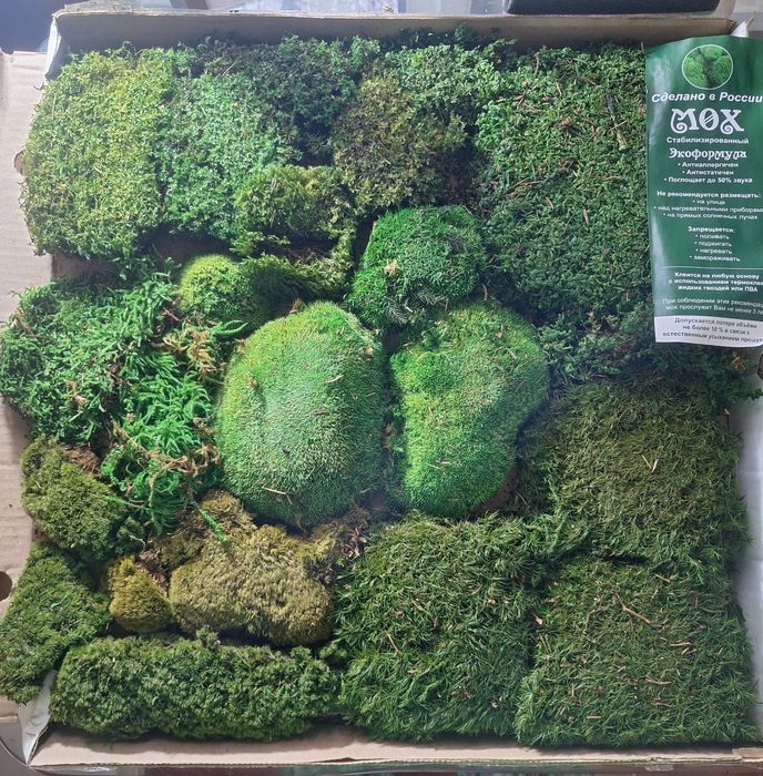 Стабилизированный мох