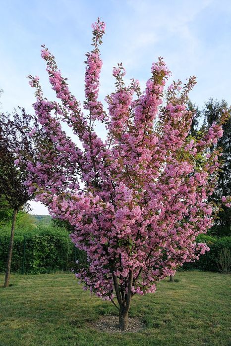 Cireș japonez diferite culori și mărimi