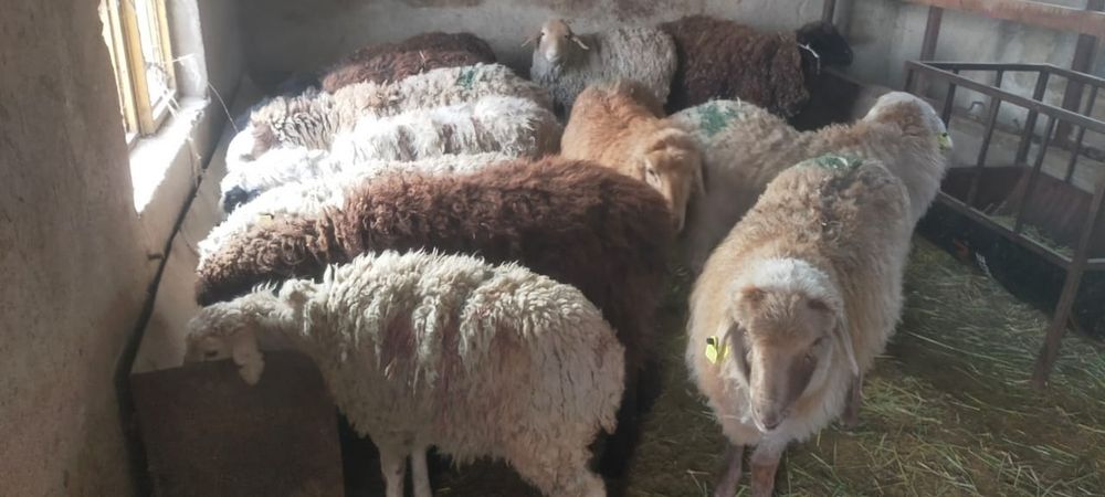 Продам баран откорм цена 85 тысяч