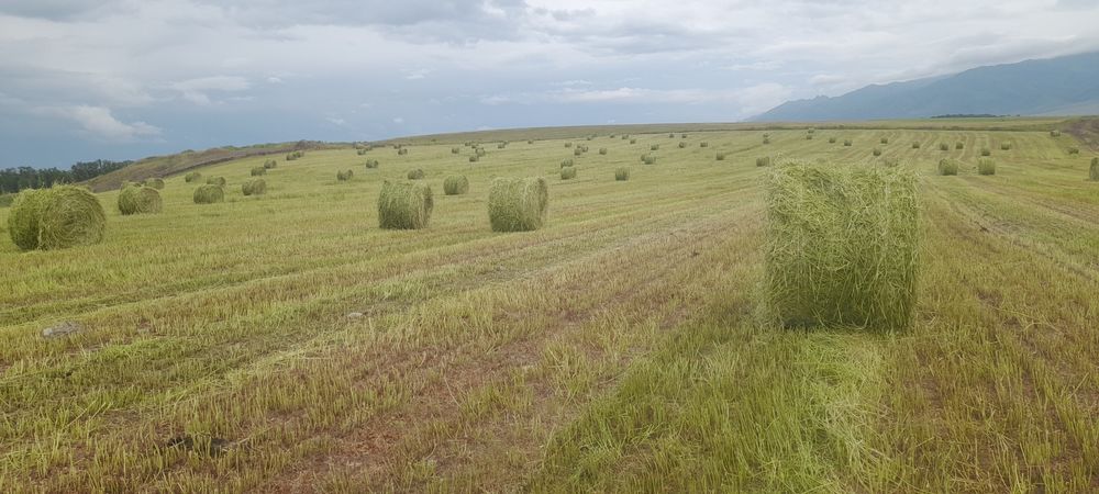 Эспарцет семена песчанный 1251