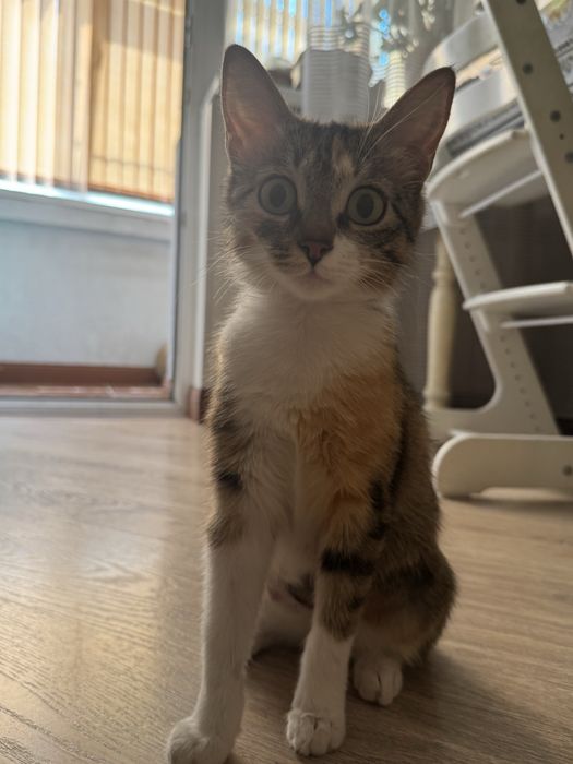 Кошечка ищет дом