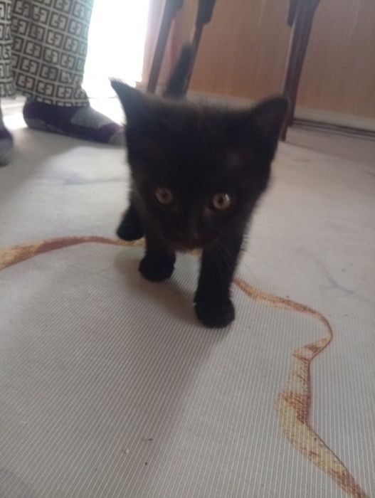 Отдам котят мальчик и девочка