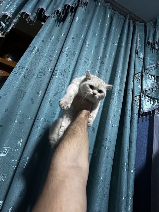 Serbritso Britanyalik Shinshilla