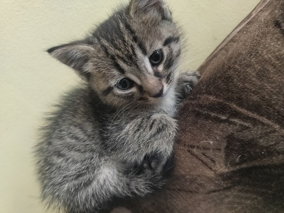 Отдам котенка мальчика