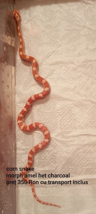 Vând pui corn snake