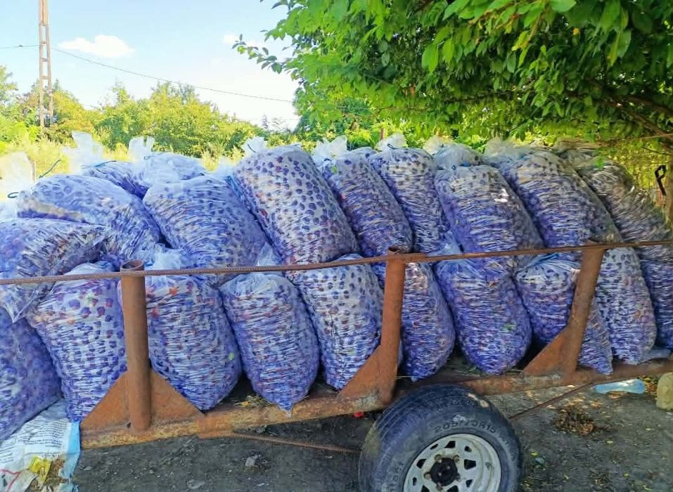 Vand prune gata culese