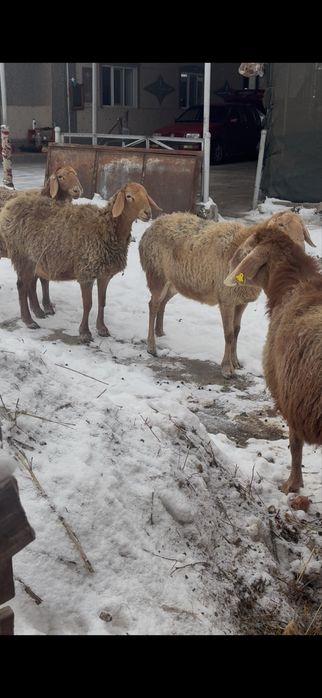 5.6 бас Арашан тусактар