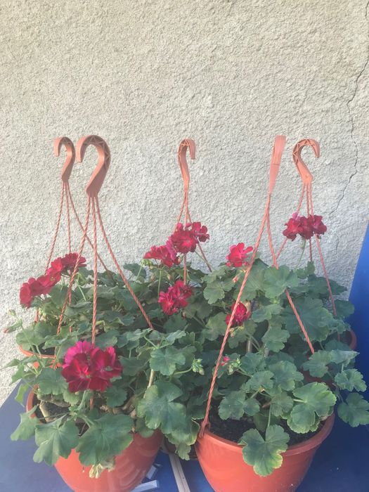 5 bucati de plante ghiveci muscate