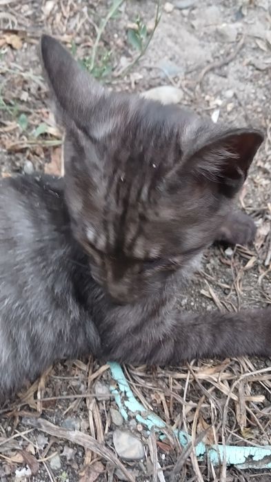 Отдам котёнка. 1.5-2 месяца