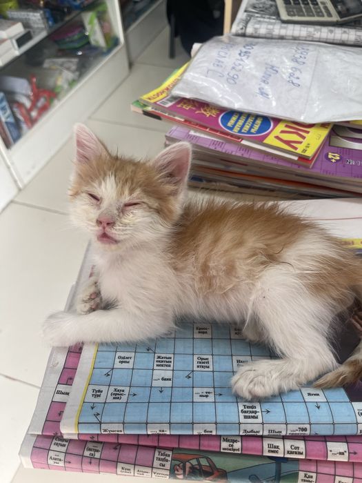 Котенок мальчик