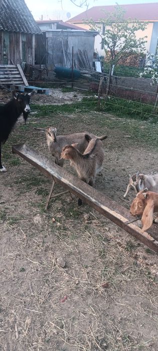 Vând iede cu vîrsta de 2 luni