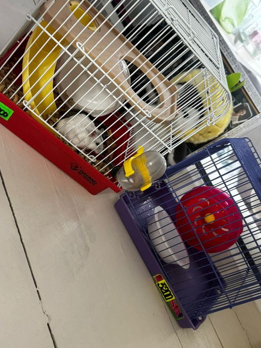 Продам  двух хомяков