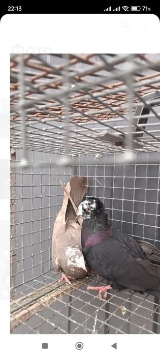 Продам голубей бакинских