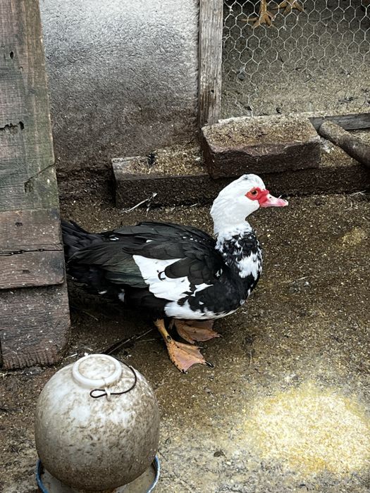 Rațe mute de vanzare!