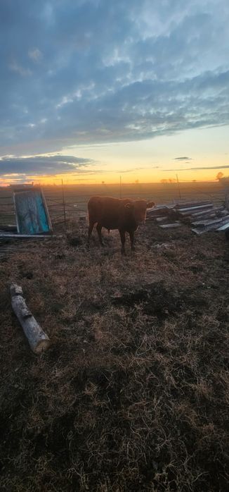 Продам быка на дорошивание