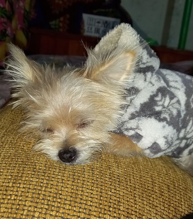 Передержка собак