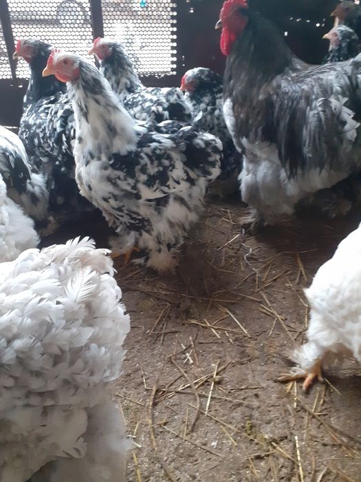 Oua cochinchina bobat