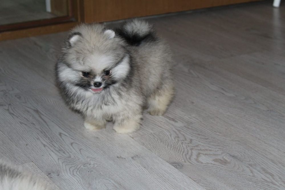 Щенки шпица с документами