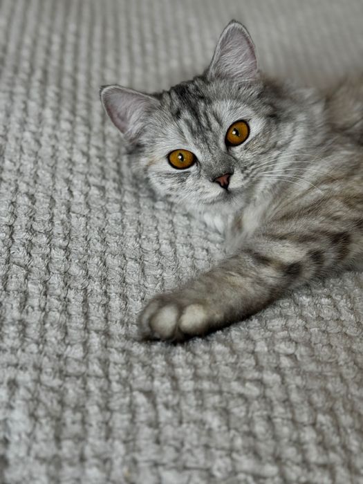 Отдам кошку,наполовину британка