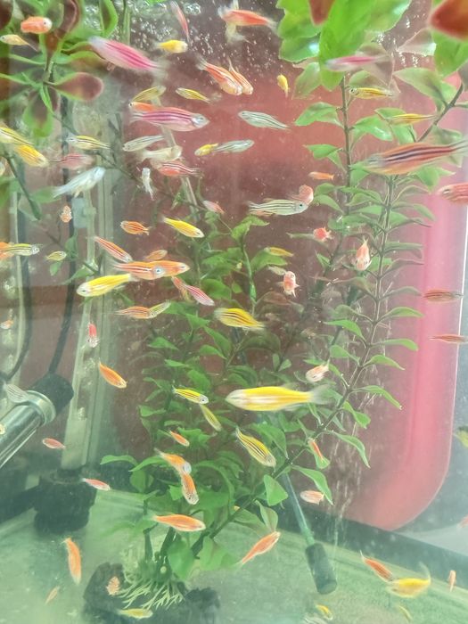 Продам аквариумных рыб