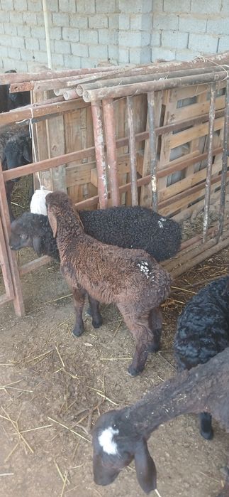 3oylik qozila sotiladi