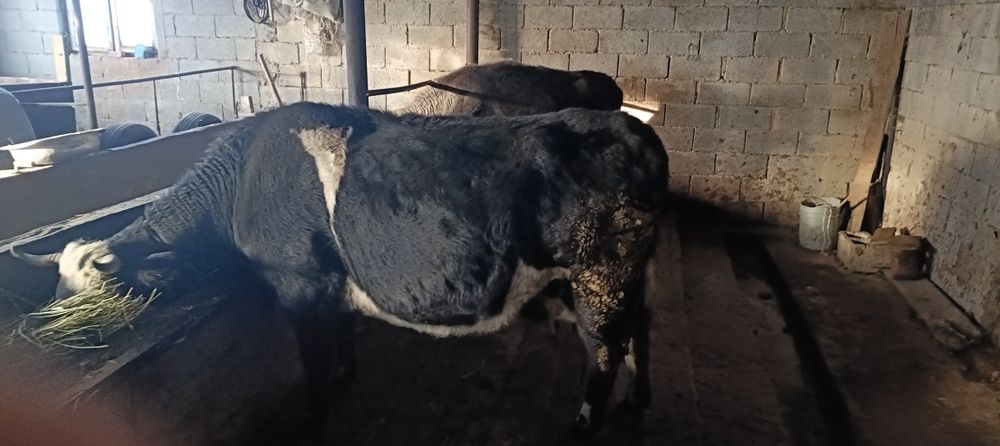 сиырлар сатылады