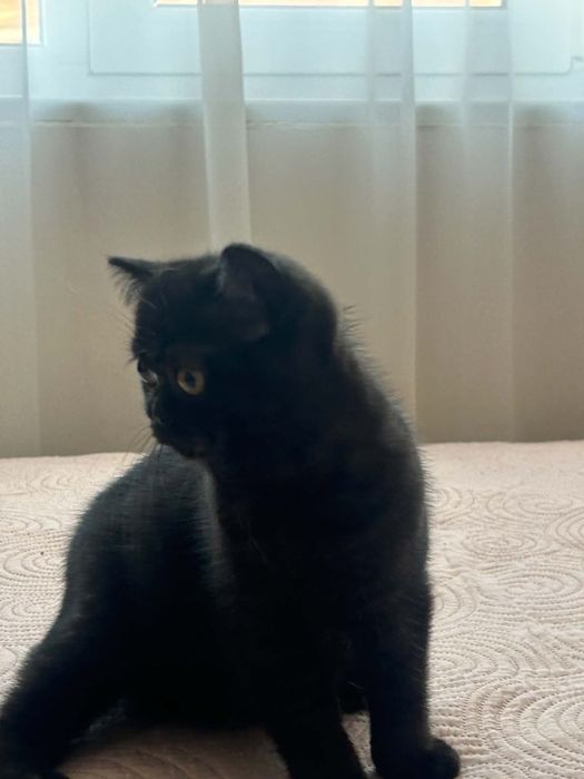 Шотландска котка