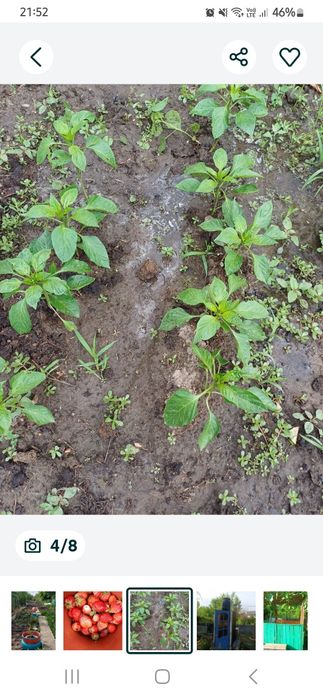 Продаю земельный участок (дача)