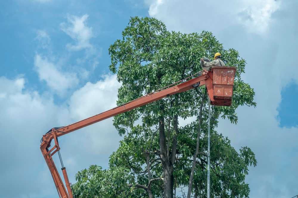 Рязане на дървета -> Почистване на дворове