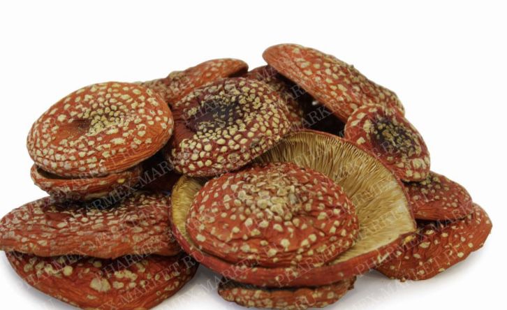 Ежовик гребенчатый