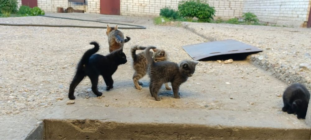 Отдам в хорошие руки