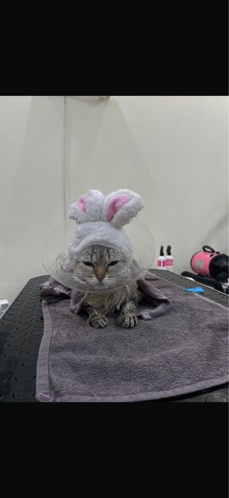 кошка.