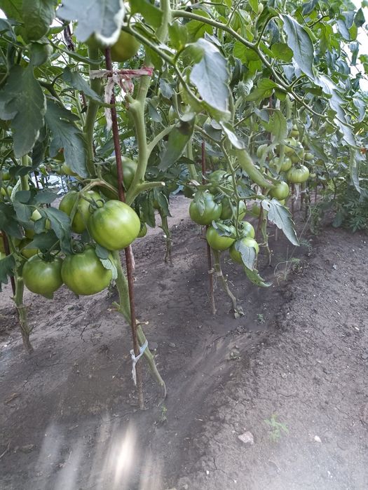 Продам рассаду помидор