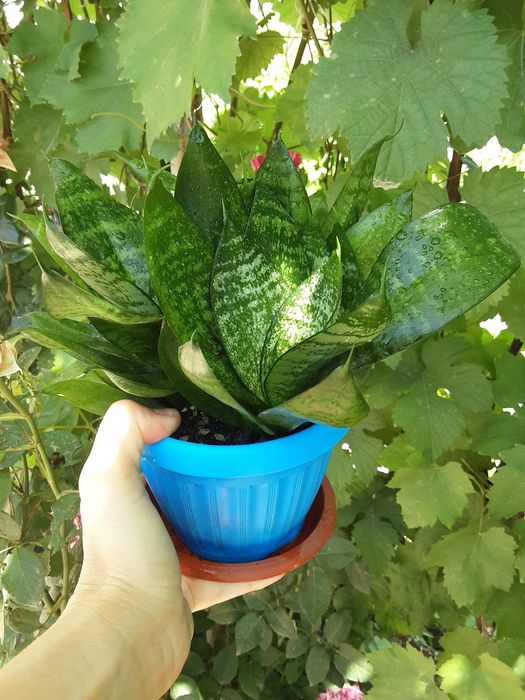 Продам/обменяю комнатные цветы