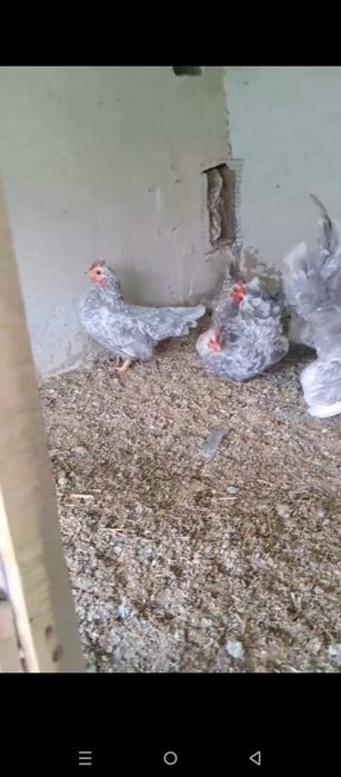 Шабо мрамор зотли товук тухуми сотилади